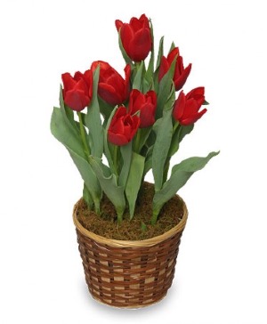 Tulip Plant  Color May Very