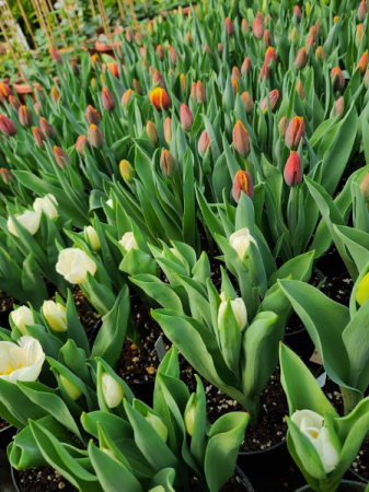 Tulip Plant Potted Tulips
