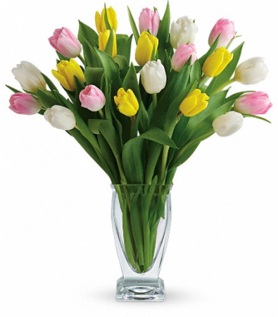 Tulip Rainbow