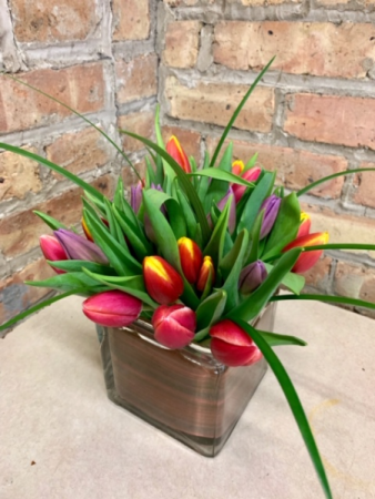 Tulip Special 