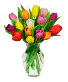 Tulip Surprise 