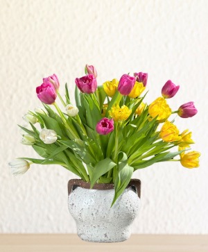 Tulip Symphony Same Day Delivery