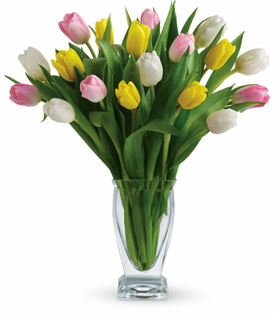Tulip Treasure H1421B