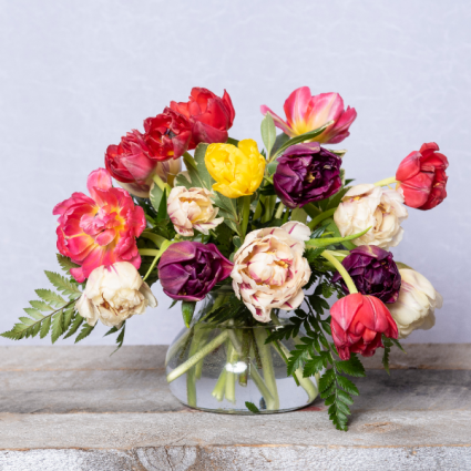 Tulipa