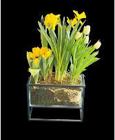 Tulips and Daffodil plants  