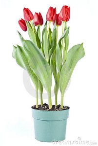 Tulips Blooming Plant