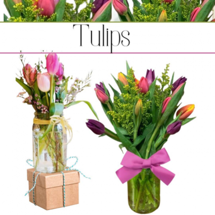 Tulips-Designer’s Choice