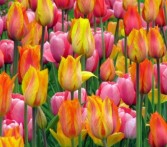 Tulips Spring flowers