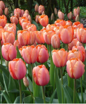 Tulips Starting at $18.99 per bunch