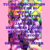Tulips subscription weekly or bi-weekly Tulips hand tied 