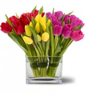 Tulips Together Spring Floral