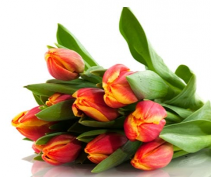 Tulips Tulip bunch wrapped to grab n go