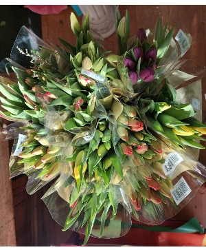 Tulips, tulips, tulips fresh cut, arrangements etc 