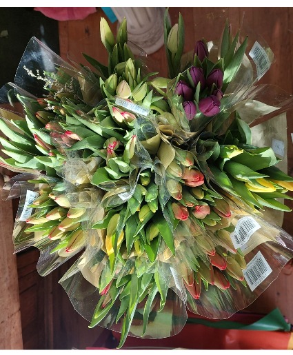 Tulips, tulips, tulips fresh cut, arrangements etc 