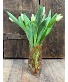 Tulips & Twigs Custom Design Arrangement