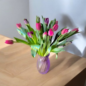 Tulip Song 