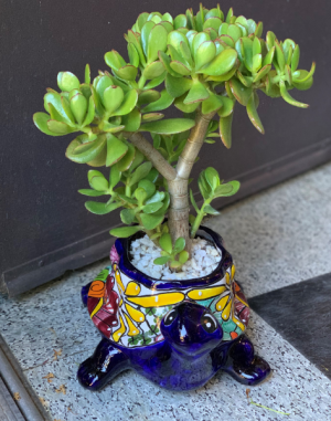 Turtle Succulent Arrangement Talavera Pot