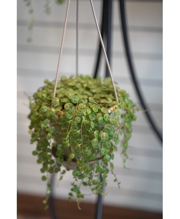 Turtle Vine  Mini Hanging Basket  in South Milwaukee, WI | PARKWAY FLORAL INC.