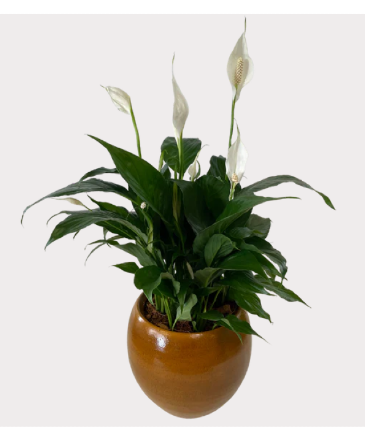 Tuscan Peace Lily House Plant in Newmarket, ON | FLOWERS 'N THINGS FLOWER & GIFT SHOP Tuscan Peace Lily House Plant in Newmarket, ON | FLOWERS 'N THINGS FLOWER & GIFT SHOP