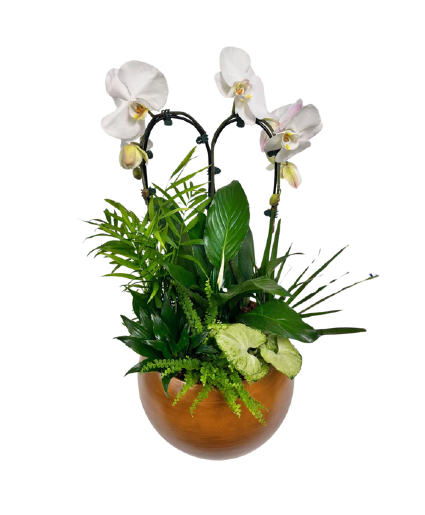 Double Orchid Planter Garden 