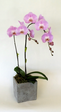 Cascade Beauty Purple orchid plant