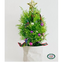 Twinkling Tree Potted Cypress Tree