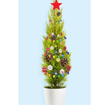 Twinkling Tree Potted Cypress Tree