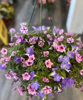 Two 10 Inch Petunia Hanging Baskets Hanging Basket