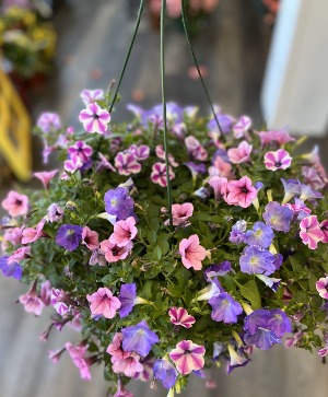 Two 10 Inch Petunia Hanging Baskets Hanging Basket