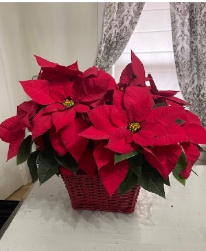 Two 6" pointsettias in red basket ONE LEFT!!!!!!