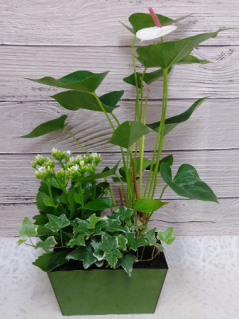 Two Blooms Dish Garden