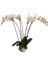 Two Double White Orchids In Keepsake Tin