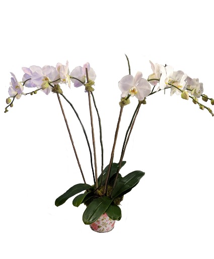Two Double White Orchids In Keepsake Tin