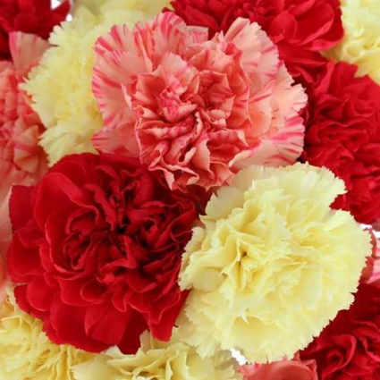 Two Dozen Carnation Special Bouquet