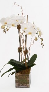 Two Orchid Plants in a Glass Cube Live Orchid Arrangement