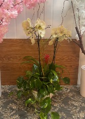 two orchids with bromeliads 