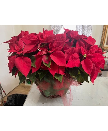 Two poinsettias in brown basket LAST ONE!!!!