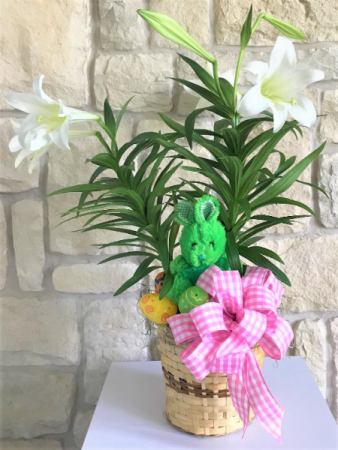 TWO STEM EASTER LILY 