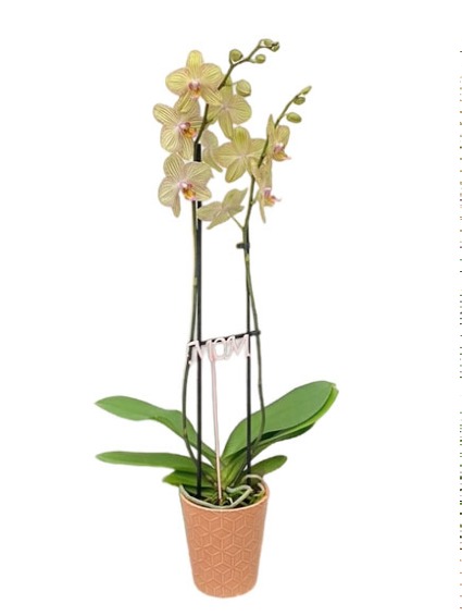 Two Stem Orchid 