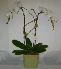 TWO STEM ORCHID PLANT Indoor Plant