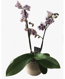 Two Stem Orchid  Planter