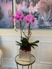 Two stem pink orchids  