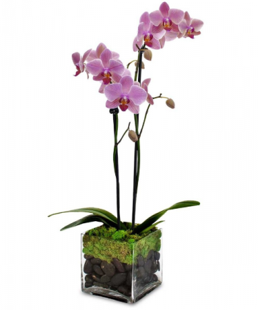 TWO STEM POTTED ORCHID PLANT 