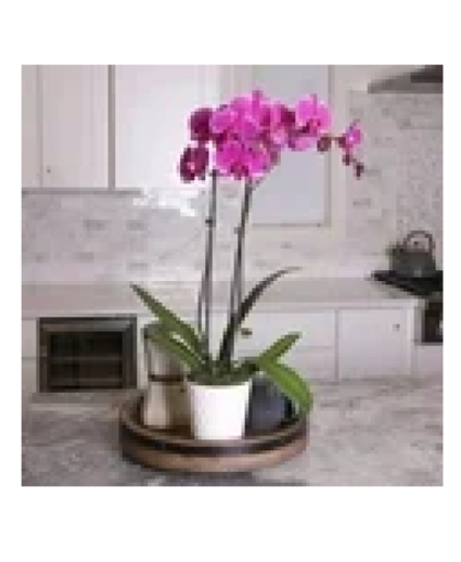 Two stem purple dendrobium orchid plant