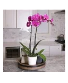 Two stem purple dendrobium orchid plant 
