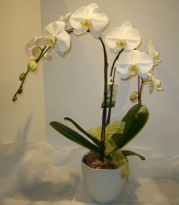 TWO STEM WATERFALL PHALAENOPSIS Indoor Blooming Plant