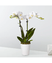 Two stem white dendrobium orchid plant 
