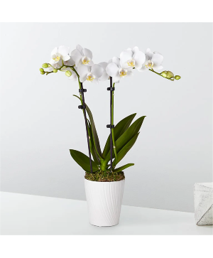 Two stem white dendrobium orchid plant 