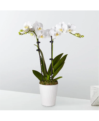 Two stem white dendrobium orchid plant 