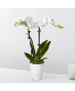 Two stem white dendrobium orchid plant 